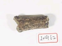 藏品(不明肢骨)的圖片